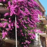 Bari, quella bouganville viola alta 4 piani